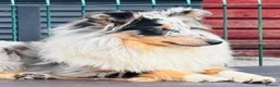 Shetland Sheepdog dogs for sale: Beautiful blue Merle girl Shetland sheepdog  - Advert 9