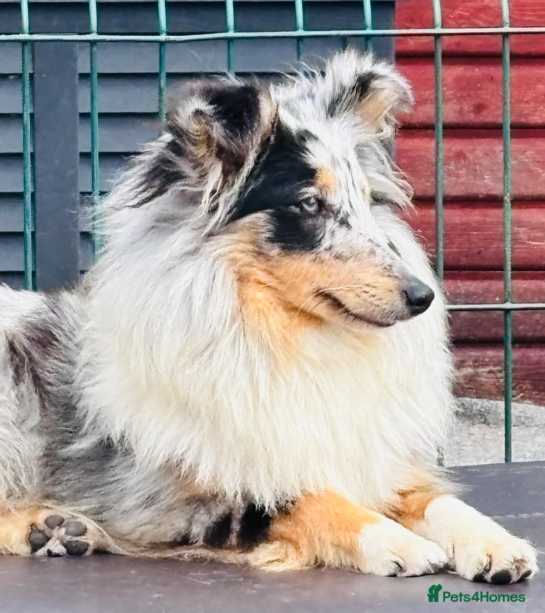 Shetland Sheepdog dogs for sale: Beautiful blue Merle girl Shetland sheepdog  - Advert 9