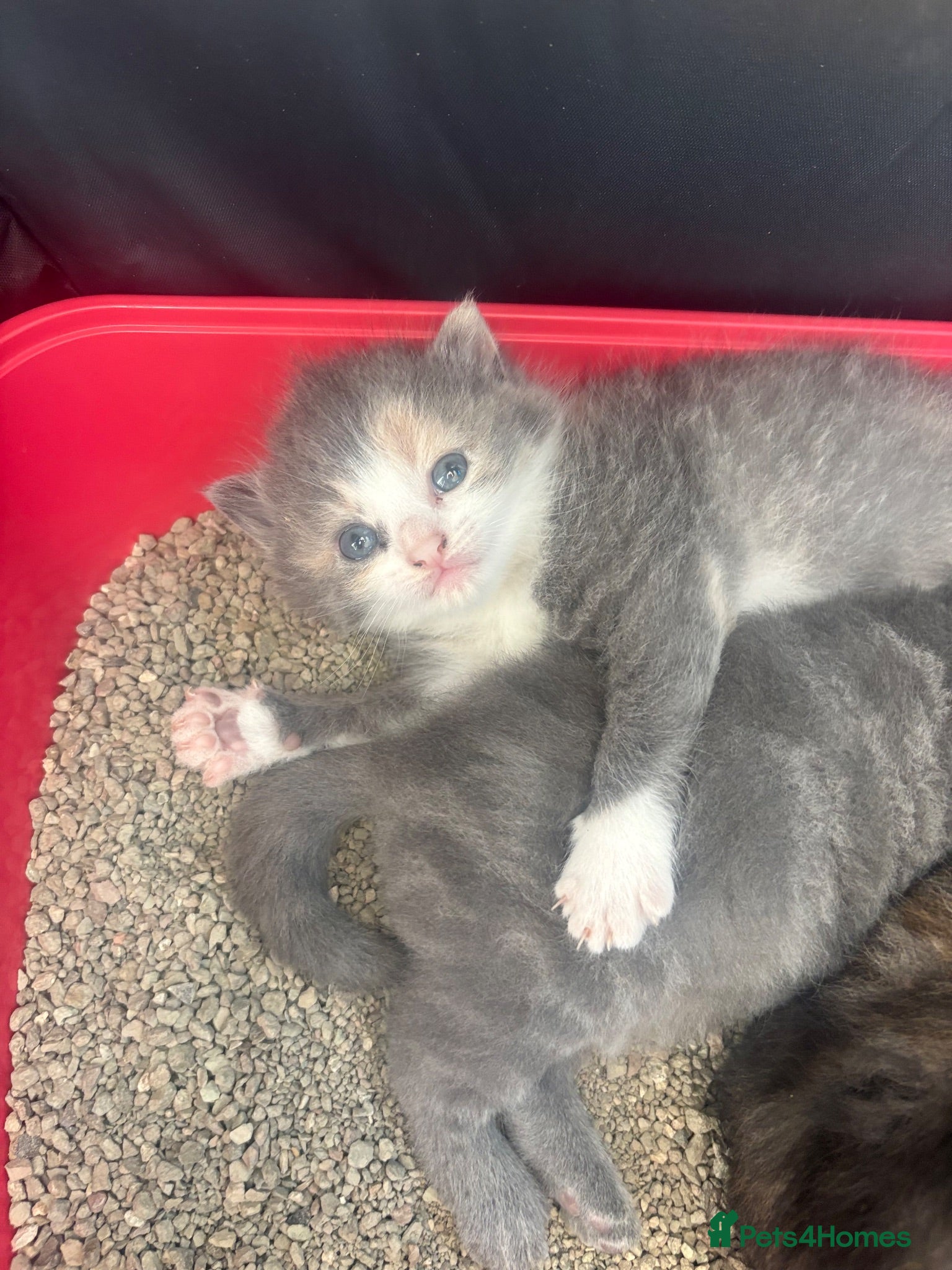 Mixed Breed cats Cute Fluffy Kittens  - Advert 10