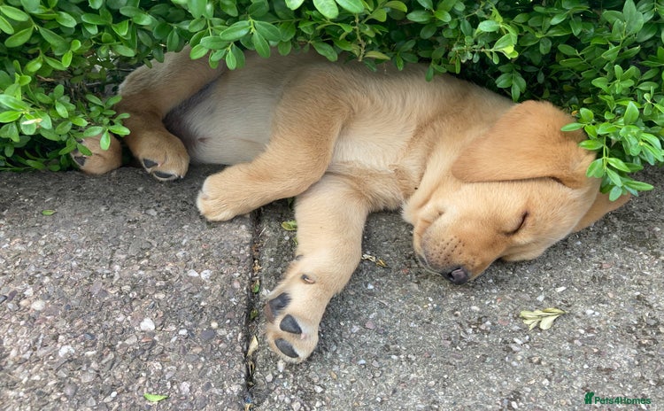 Labrador Retriever dogs - Advert 2