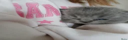 British Shorthair cats for sale: British shorthair kittens  - Advert 3