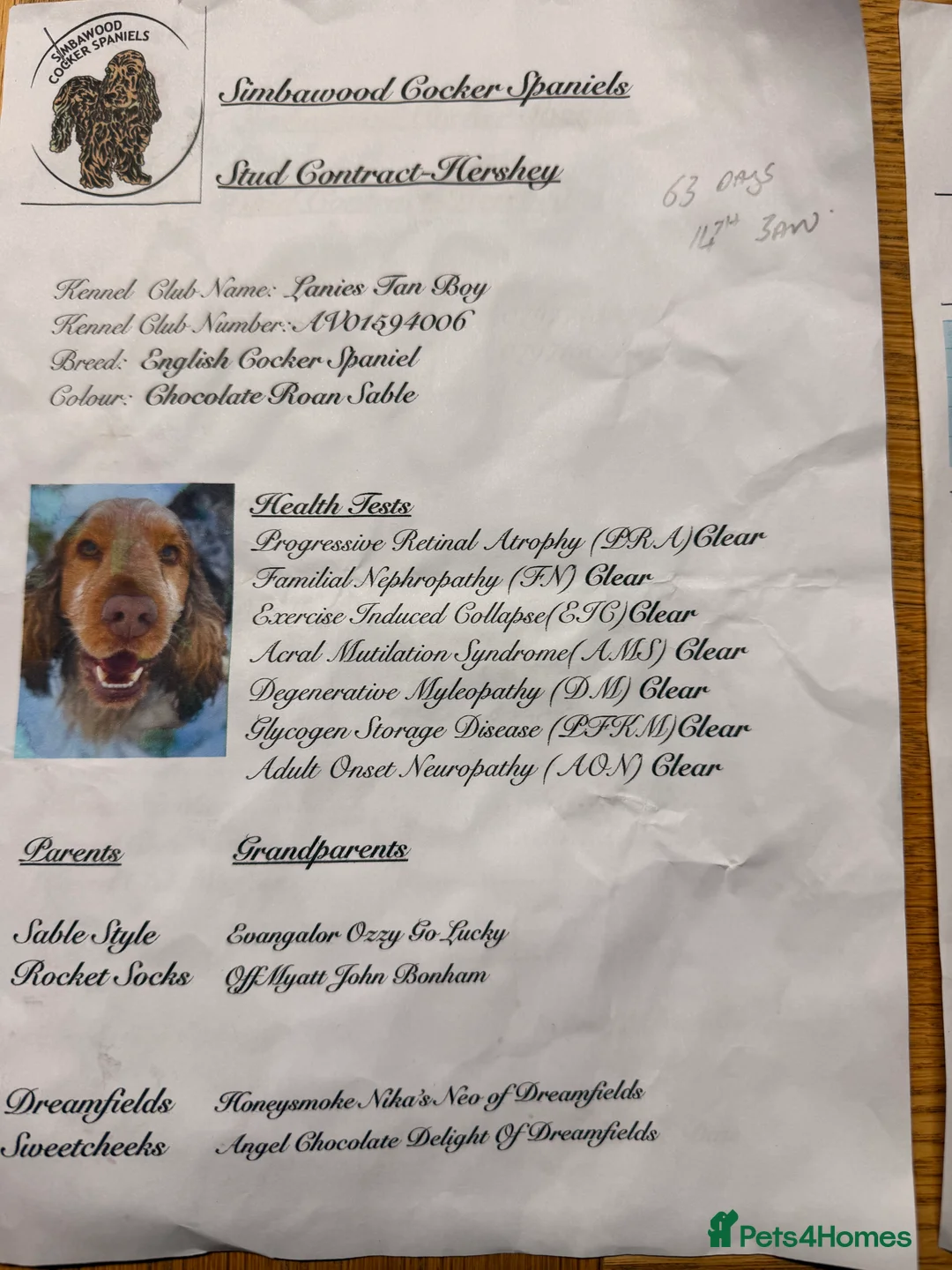 Cocker Spaniel dogs for sale: 5 Stunning Show Cocker Spaniel Pups  - Advert 5