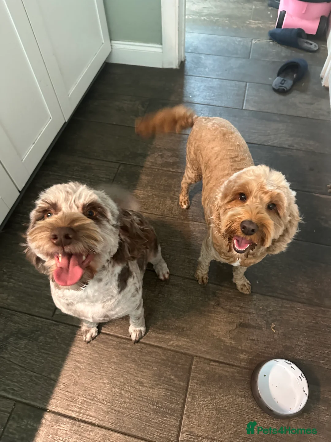 Cockapoo dogs for sale: Beautiful litter of Cockapoo Puppies - Advert 6