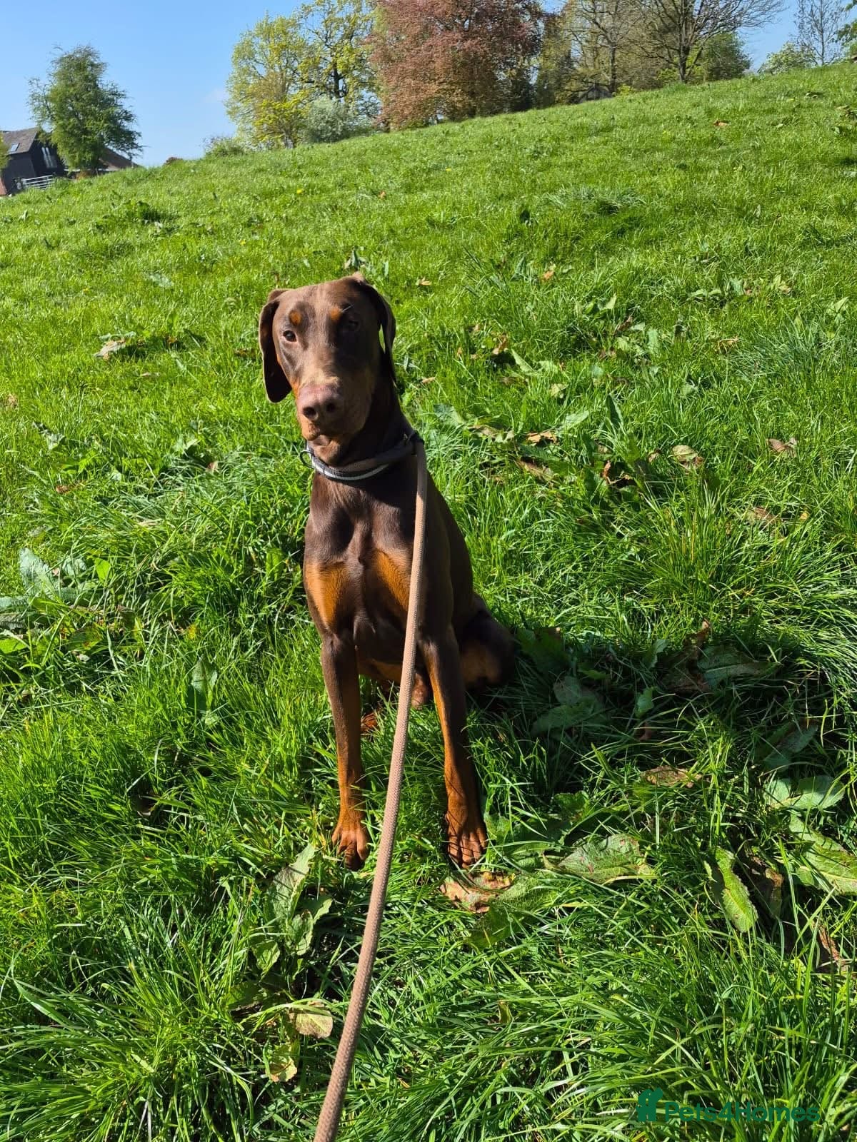 Dobermann dogs Beautiful Dobermann chocolate  - Advert 6