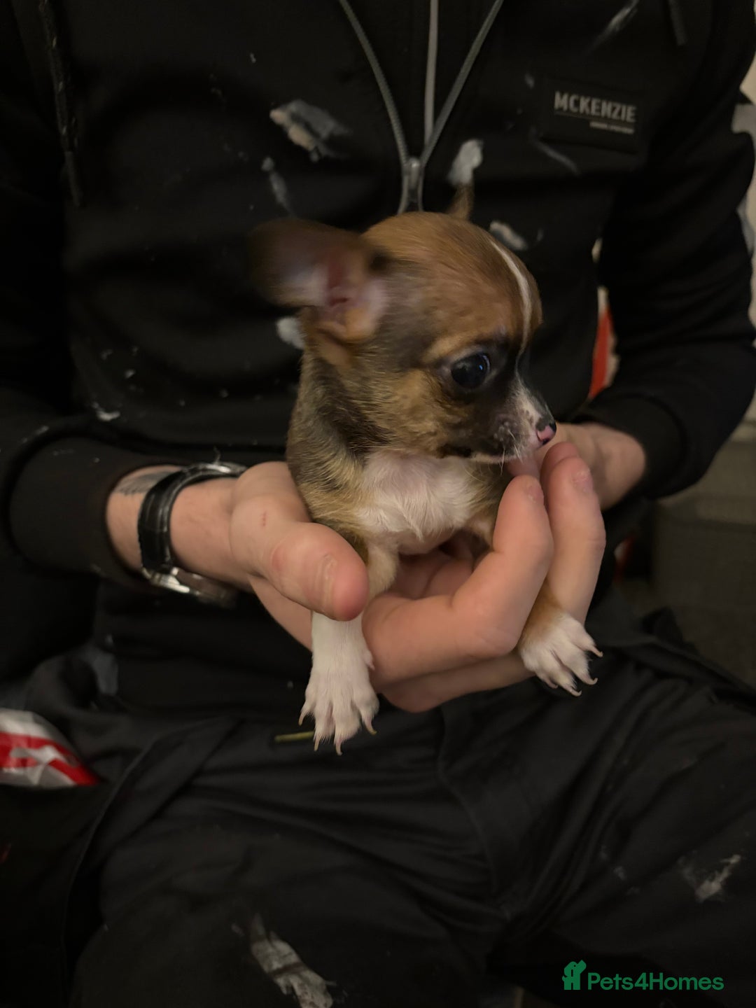 Mixed Breed dogs for sale: Jackawawa pups  - Advert 26