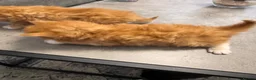 Mixed Breed cats for sale: Extreme fluffy chubby kittens  in London - Advert 32