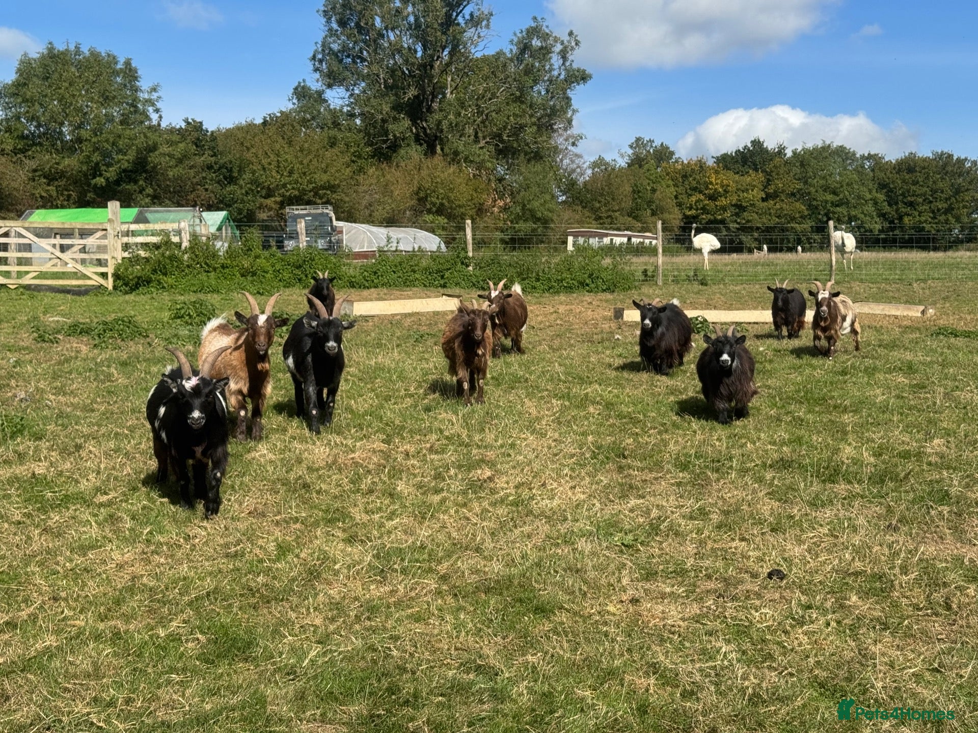 Goats livestock 7 Pygmy goats for sale - Advert 1