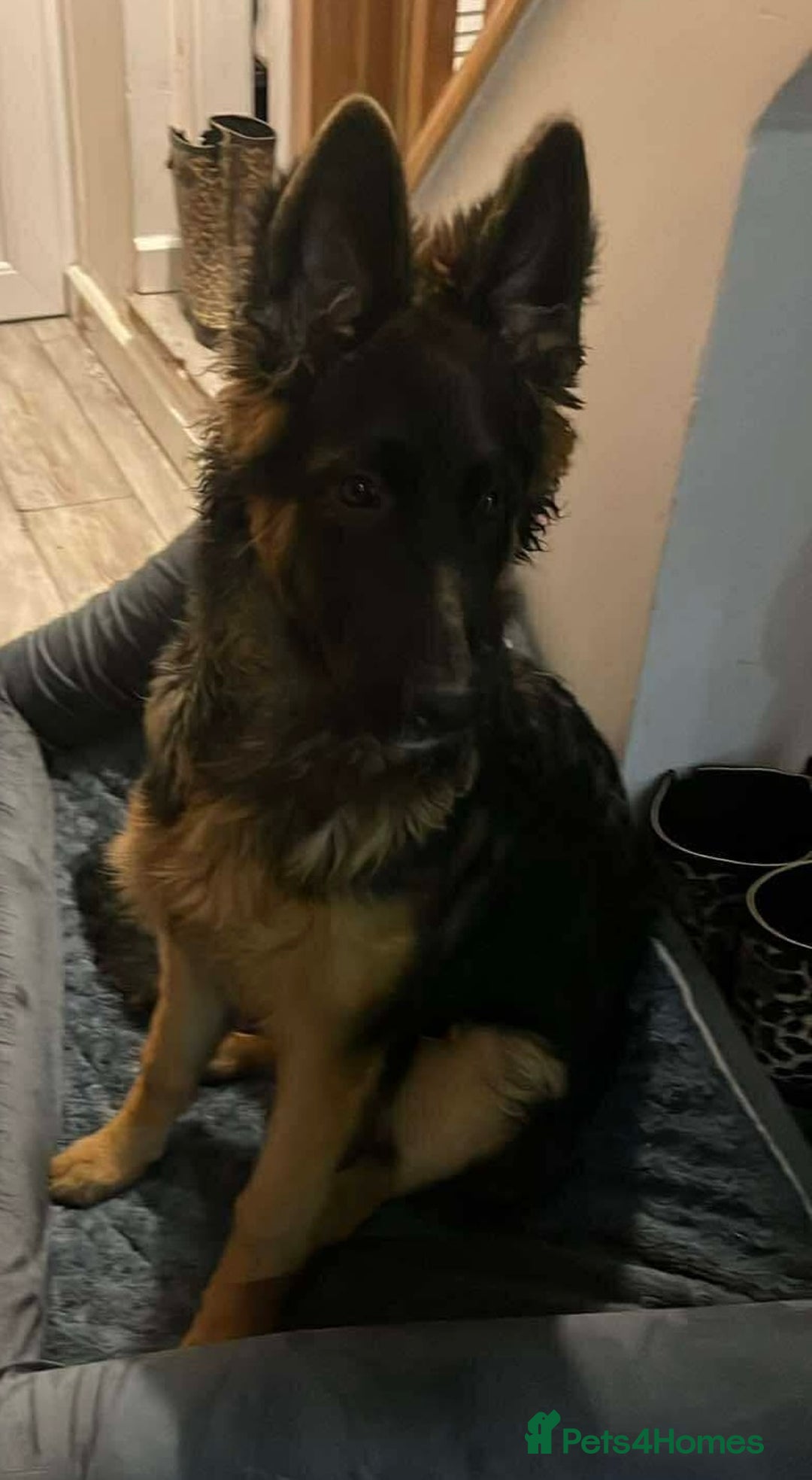 German Shepherd dogs for sale: Top Quality GSD puppies available  - Advert 6