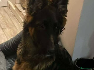 German Shepherd dogs Top Quality GSD puppies available - Advert 7