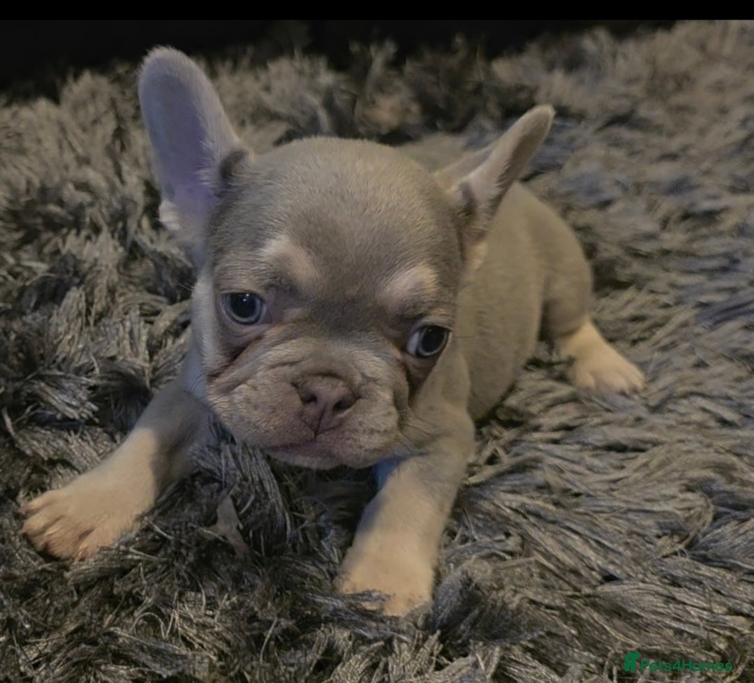 French Bulldog dogs for sale: 🐾 Stunning Pups Only 2 left  🐾 - Image 4