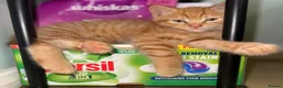 Mixed Breed cats for sale: Ginger kitten for sale  - Advert 2