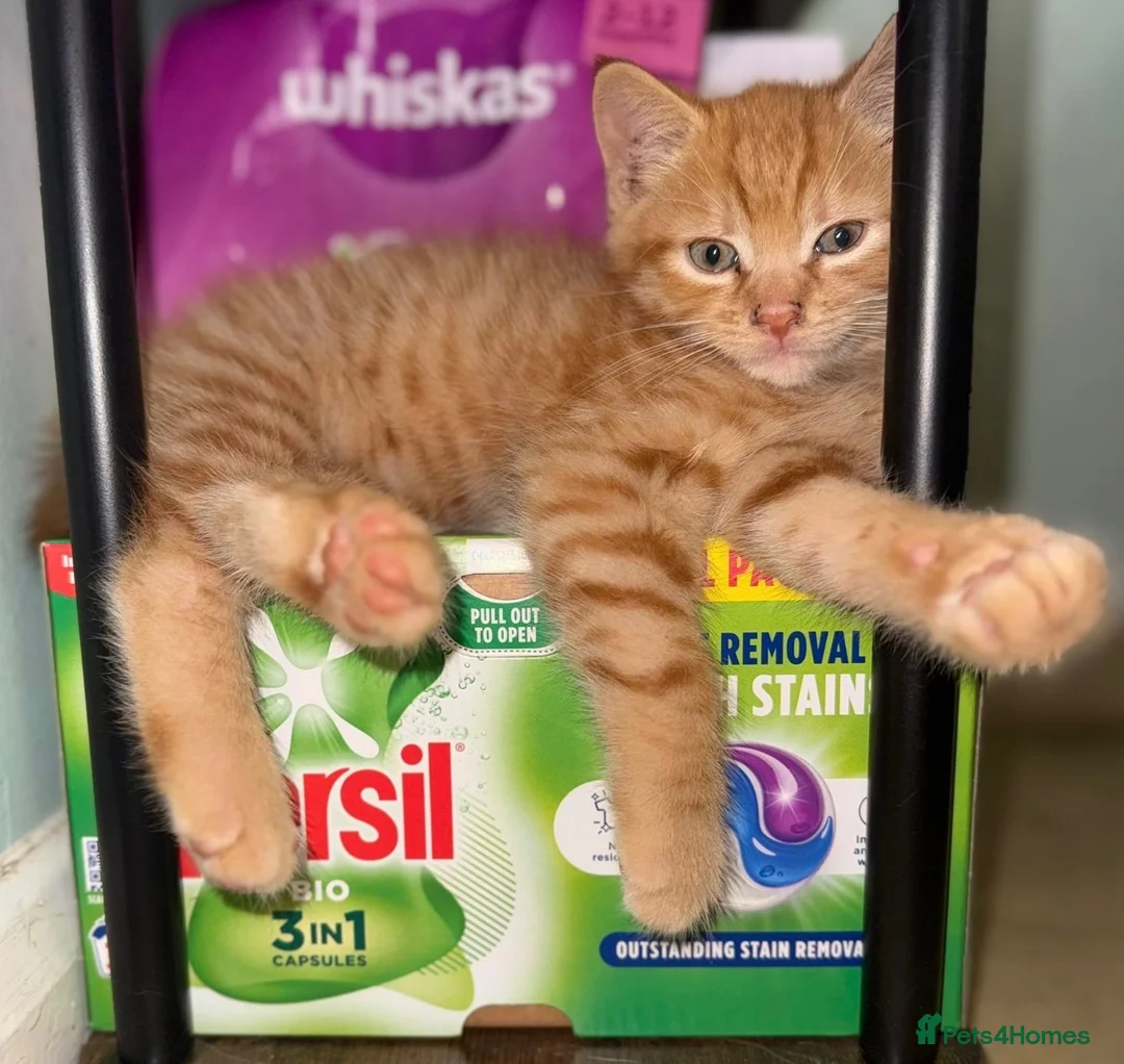 Mixed Breed cats for sale: Ginger kitten for sale  - Advert 2