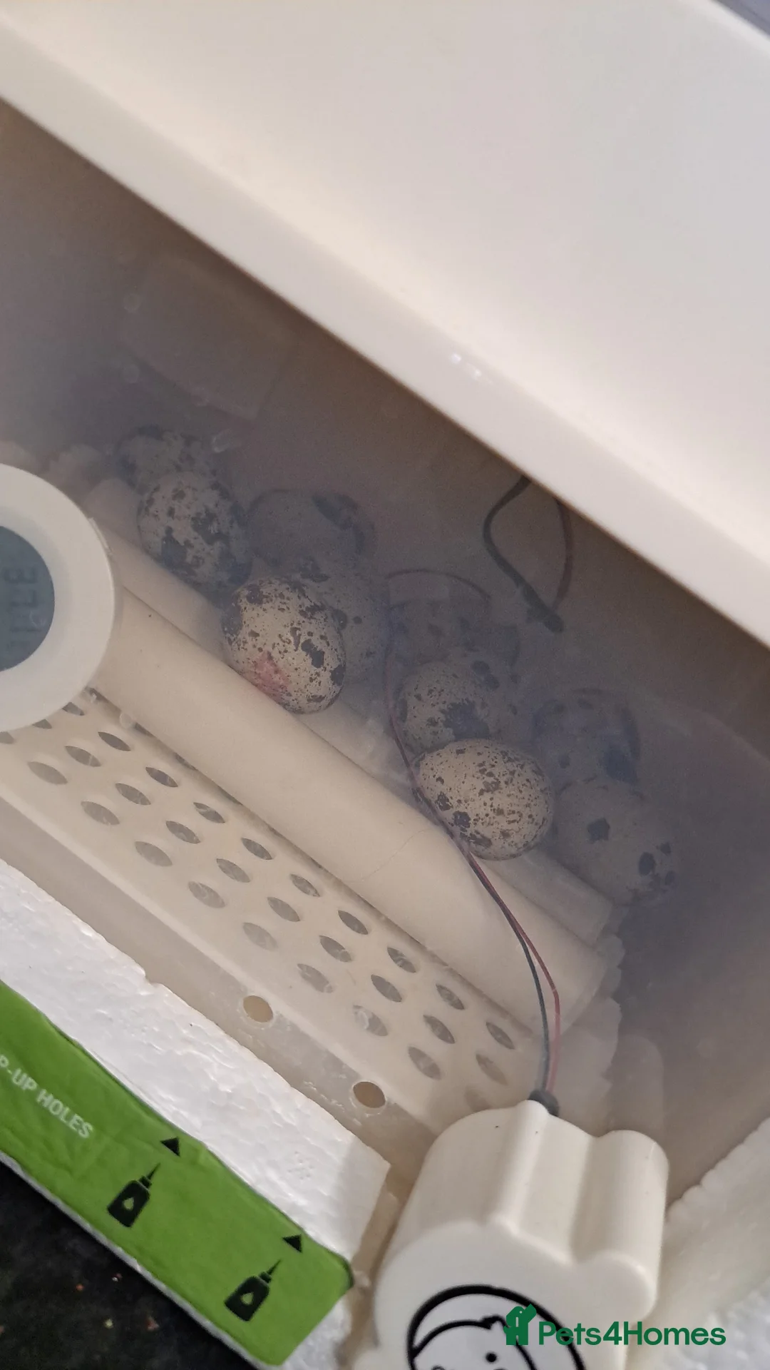 Quail poultry for sale: Quail chicks for sale - Advert 1