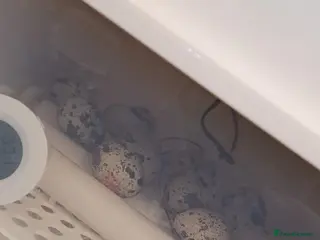 Quail poultry Quail chicks for sale - Advert 1