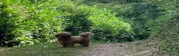 Shihpoo dogs for sale: SHIH POO PUPPIES  RARE SHADES & A DOBIE in Fordingbridge - Advert 21