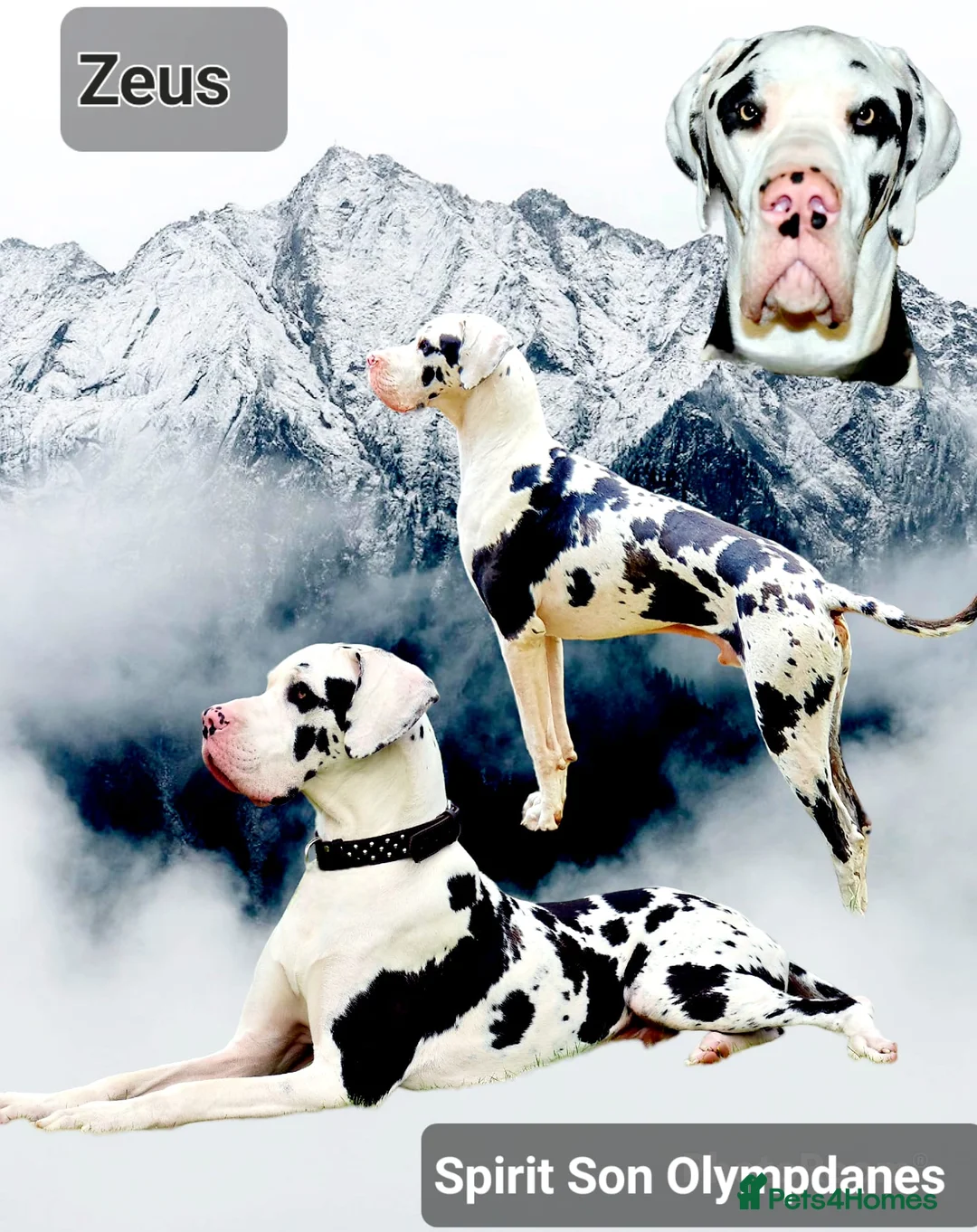 Great Dane dogs for stud: Great Dane for Stud in Bathgate - Advert 3