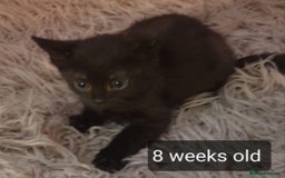 Mixed Breed cats for sale: 5 sweet and purr-fect chocolate brownie babies 🐾 - Image 3