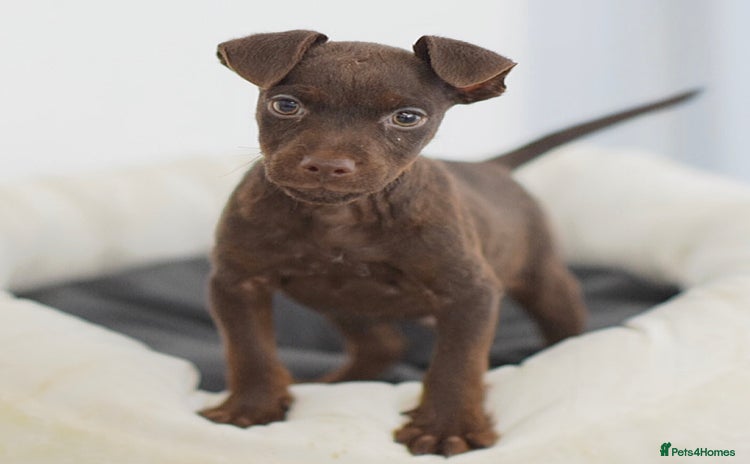 Patterdale Terrier dogs - Advert 1