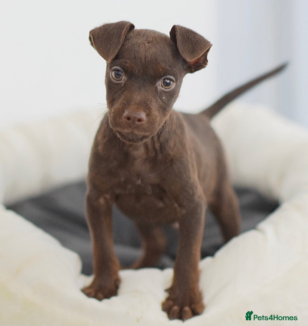 Patterdale Terrier dogs for sale: 1 MALE LEFT 23 Years, 5⭐️Rated Licensed.  - Image 1