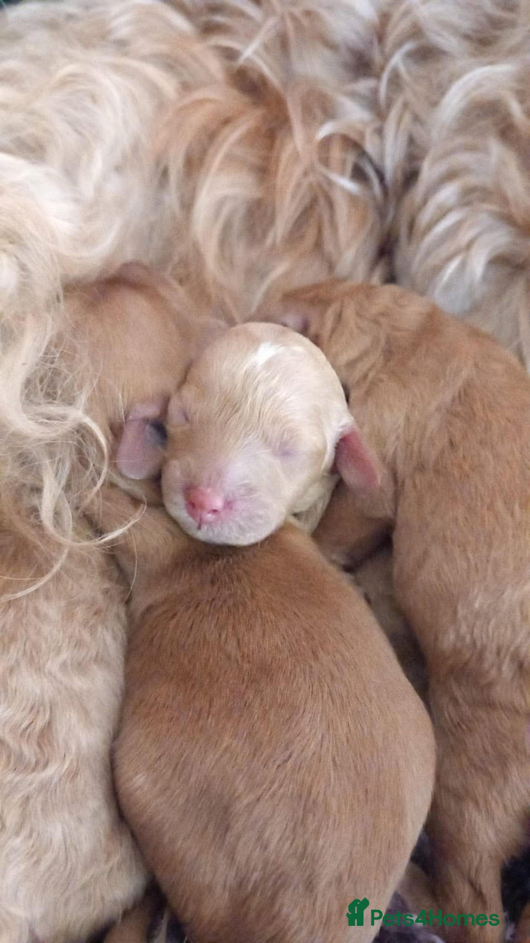 Cockapoo dogs for sale: READY NOW 5* F2B Apricot Merle Cockapoos - Image 2