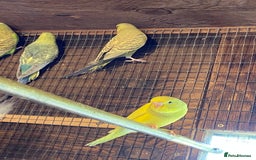 Budgerigars birds for sale: Baby budgies - Image 7