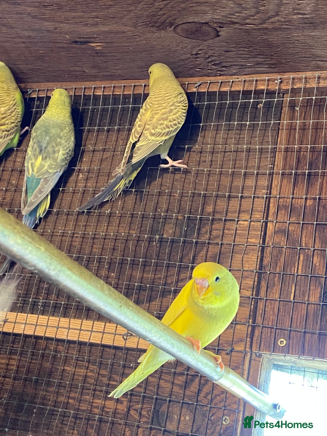 Budgerigars birds for sale: Baby budgies - Image 7