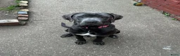 Cane Corso dogs for sale: CANE CORSO BLUE FEMALE PUPPY 4 MONTHS OLD - Advert 3