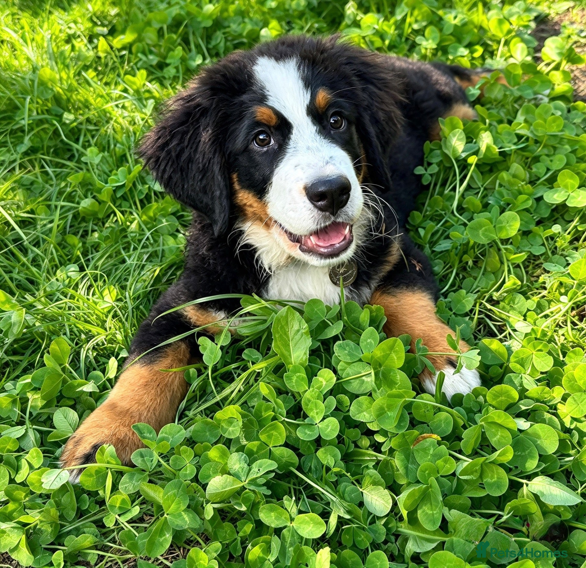 Bernedoodle dogs F1 Boy available  - Advert 1