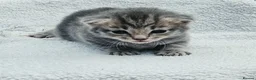 Mixed Breed cats for sale: Gorgeous Kittens for Sale - Advert 2