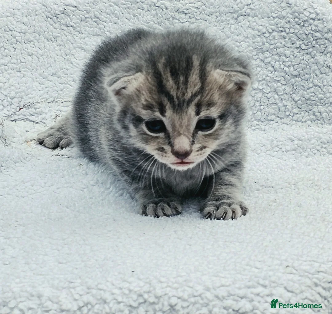 Mixed Breed cats for sale: Gorgeous Kittens for Sale - Advert 2