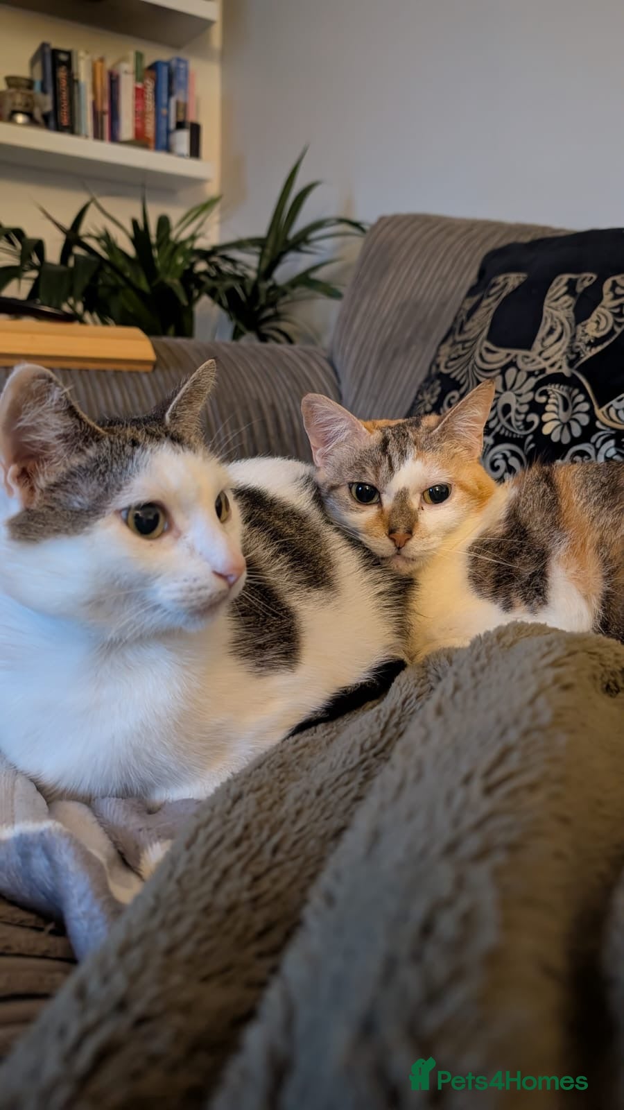 Domestic Shorthair cats Tora & Evie, 5 year old neutered female pair - Advert 9