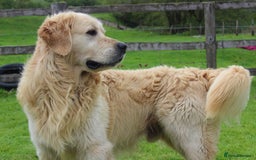 Golden Retriever dogs for sale: Beautiful Unique Golden Retriever x Collie Puppies - Image 15