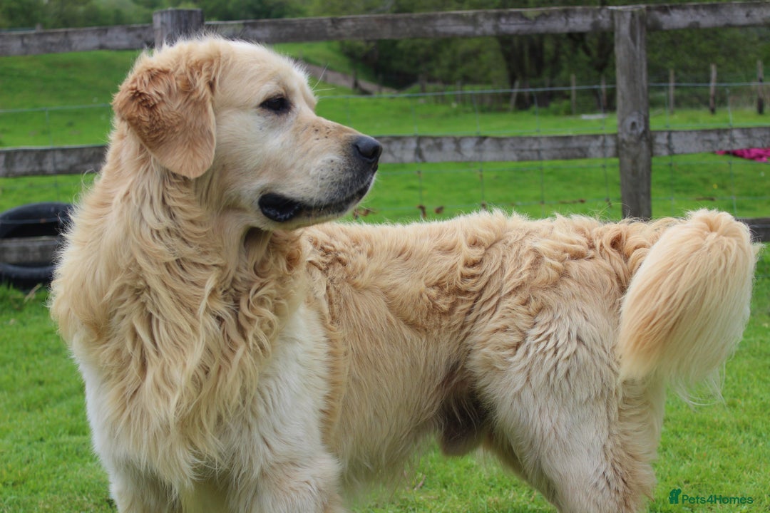 Golden Retriever dogs for sale: Beautiful Unique Golden Retriever x Collie Puppies - Image 15