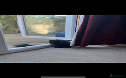 British Shorthair cats for sale: British cat  - Image 6