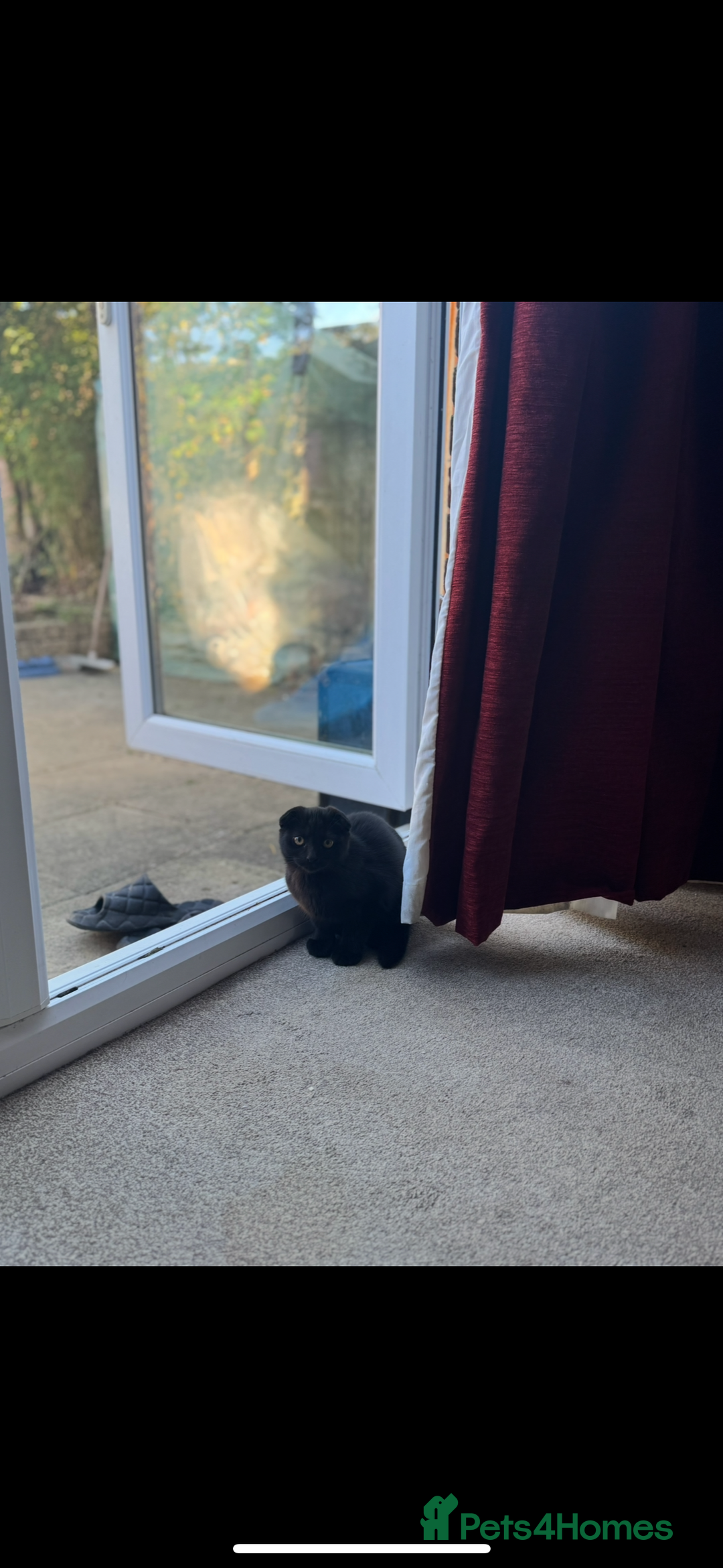 British Shorthair cats for sale: British cat  - Image 6