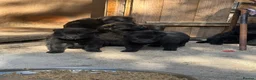 German Shepherd dogs for sale: BLACK TOP QUALITY CZECH GERMAN SHEPHERD PUPPY!! - Advert 16