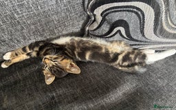 British Shorthair cats for sale: 2 male kittens  - Image 9