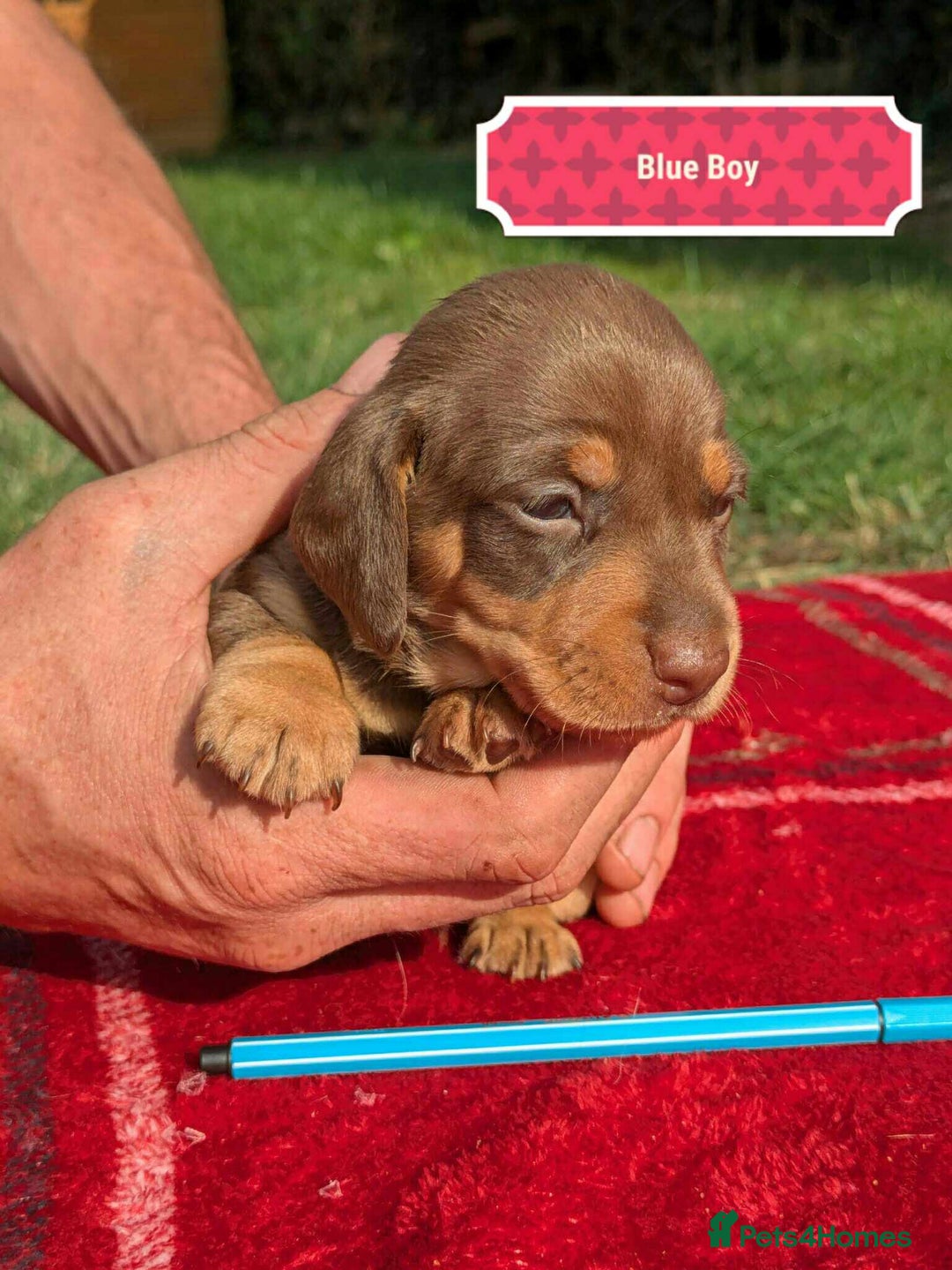 Miniature Dachshund dogs for sale: 5 beautiful chocolate and tan miniature dachshunds - Image 7