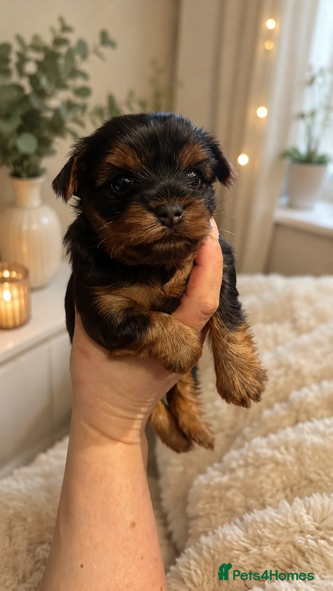 Yorkshire Terrier dogs for sale: Beautiful Yorkshire Terrier Girl Puppy - Advert 2