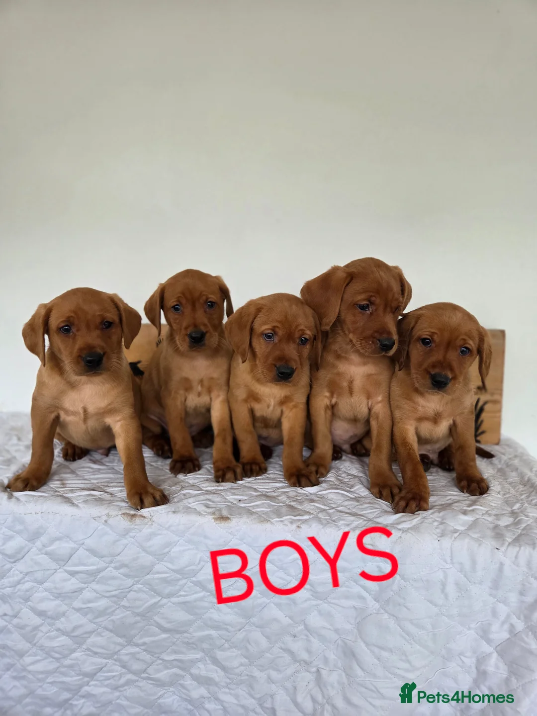 Labrador Retriever dogs for sale: Propa Fox Red lab Pups available  - Advert 18
