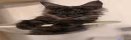 Maine Coon cats for sale: One beautiful black smoked Maine coons ready soon - Advert 8