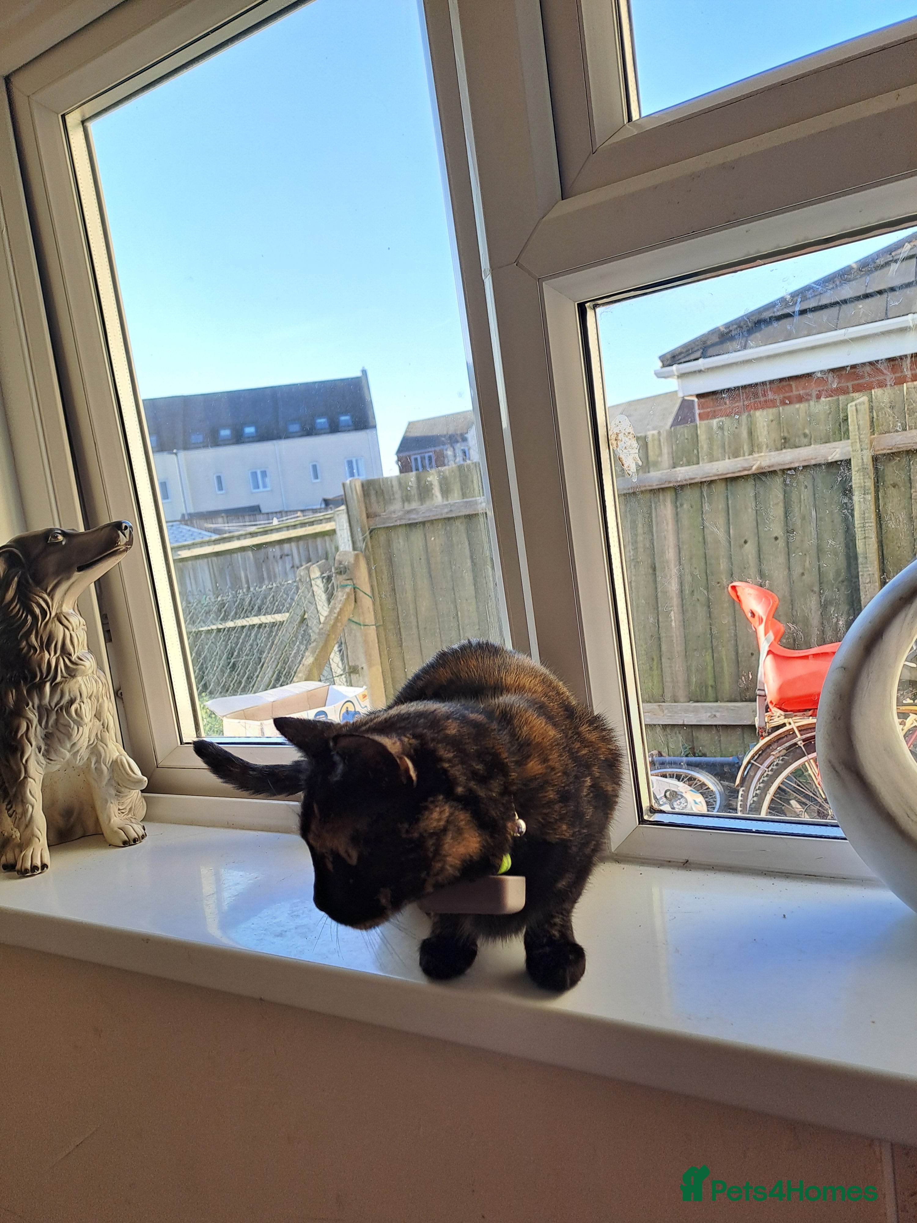 Mixed Breed cats Rehoming my cats - Advert 1