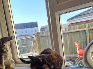 Mixed Breed cats Rehoming my cats - Advert 1