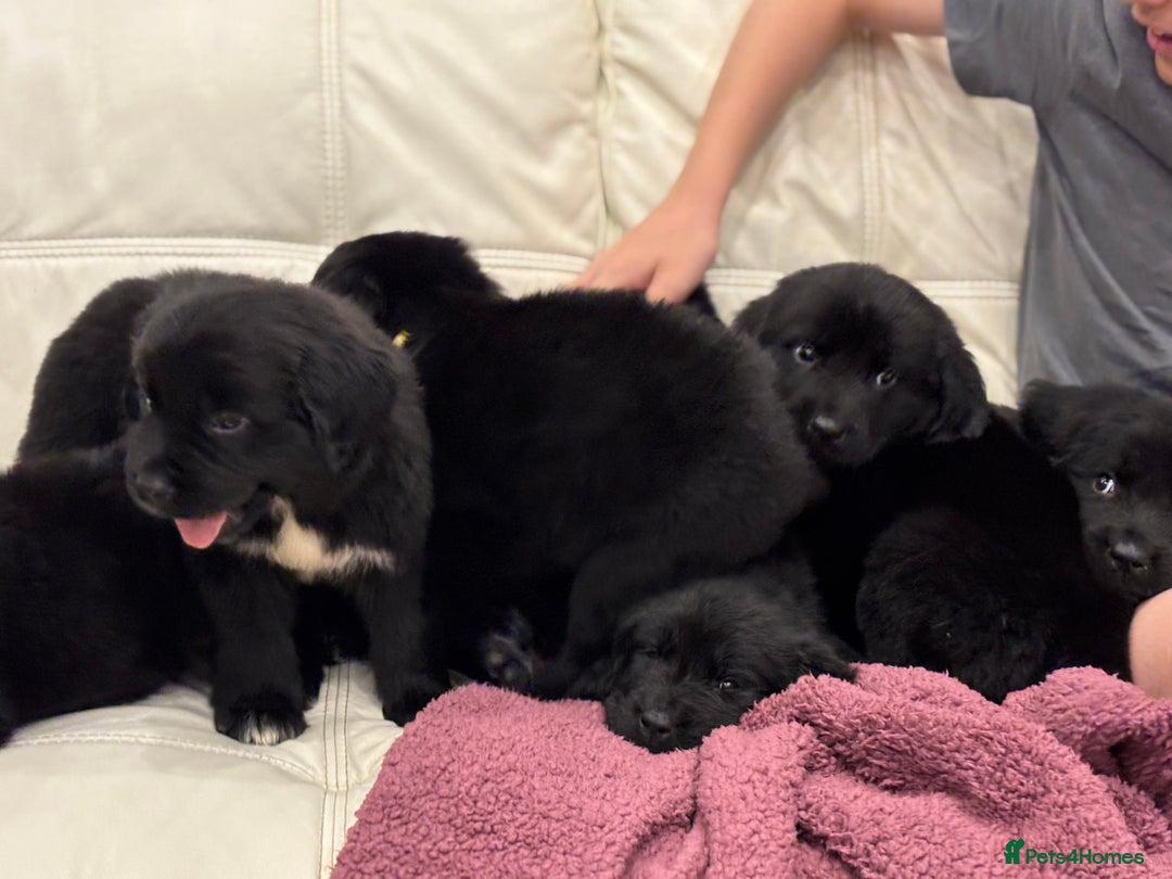 Newfoundland dogs for sale: Newfoundland puppies - Image 7