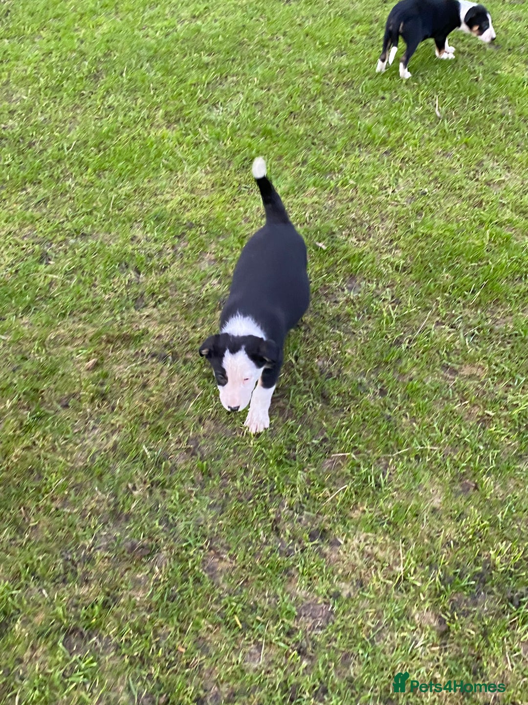 Border Collie dogs for sale: Border Collie Puppies For Sale - Advert 1