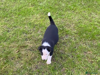 Border Collie dogs Border Collie Puppies For Sale - Advert 17