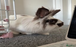 Lionhead rabbits for sale: Minnie - Image 2
