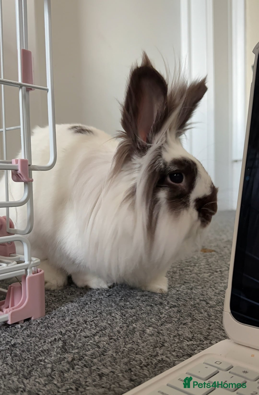 Lionhead rabbits for sale: Minnie - Image 2