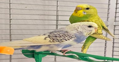 Budgerigars birds - Advert 4