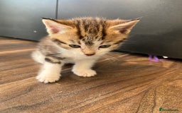 Mixed Breed cats for sale: 2 beautiful tabby male kittens available  - Image 3